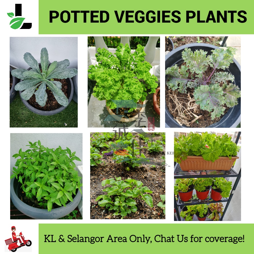 Organic Potted Vegetable Plants Anak Pokok Sayur Kale Bayam