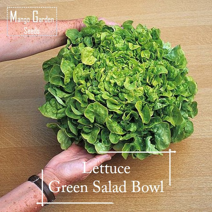 *Easy* Green Salad Bowl Lettuce Seeds 500 seed *Pot Friendly* Tanam