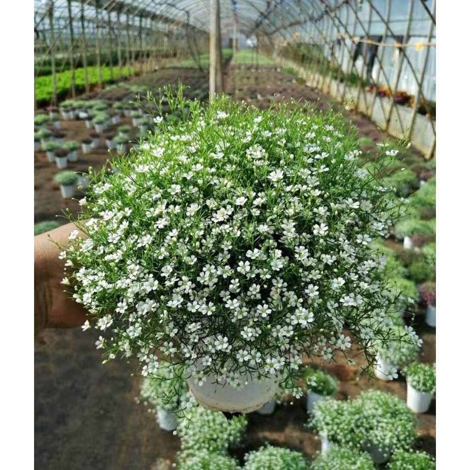 Gypsophila Baby Breath Flower / Fairy Flowers Seeds 满天星花种子 Bijih Benih