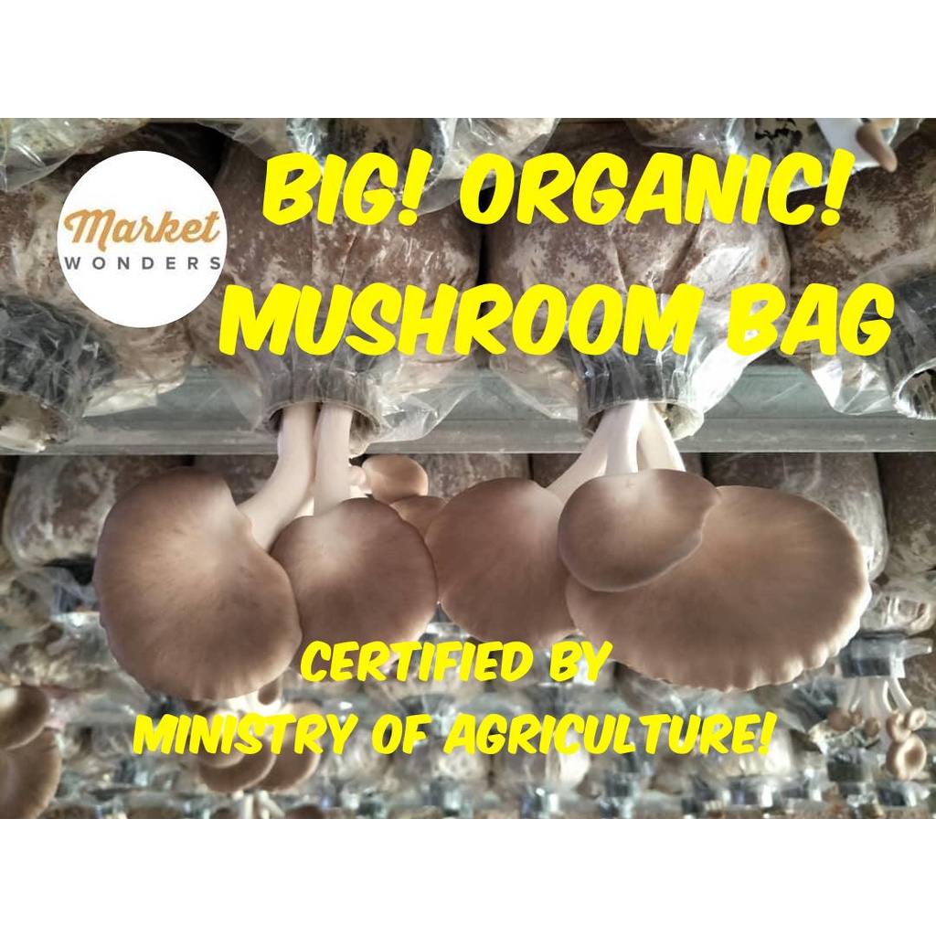 Bongkah CENDAWAN Tiram / Oyster MUSHROOM Growing Bag * Ready Stock
