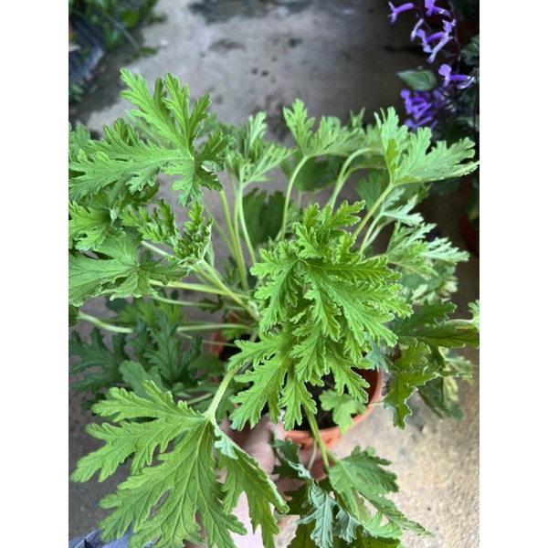 Pokok Halau Nyamuk Jeremin / Mosquito Repellent Plant / Citrosa