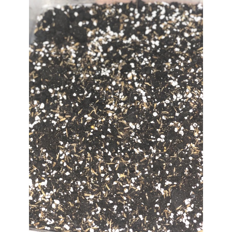 Caladium Best Soil Mix/Tanah Campuran Keladi Shopee Malaysia