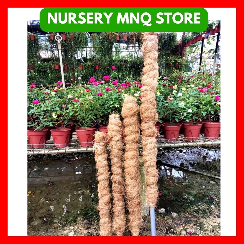 COCO STICK FOR CLIMBING PLANT COIR STICK COCOFIBRE POLE BATANG