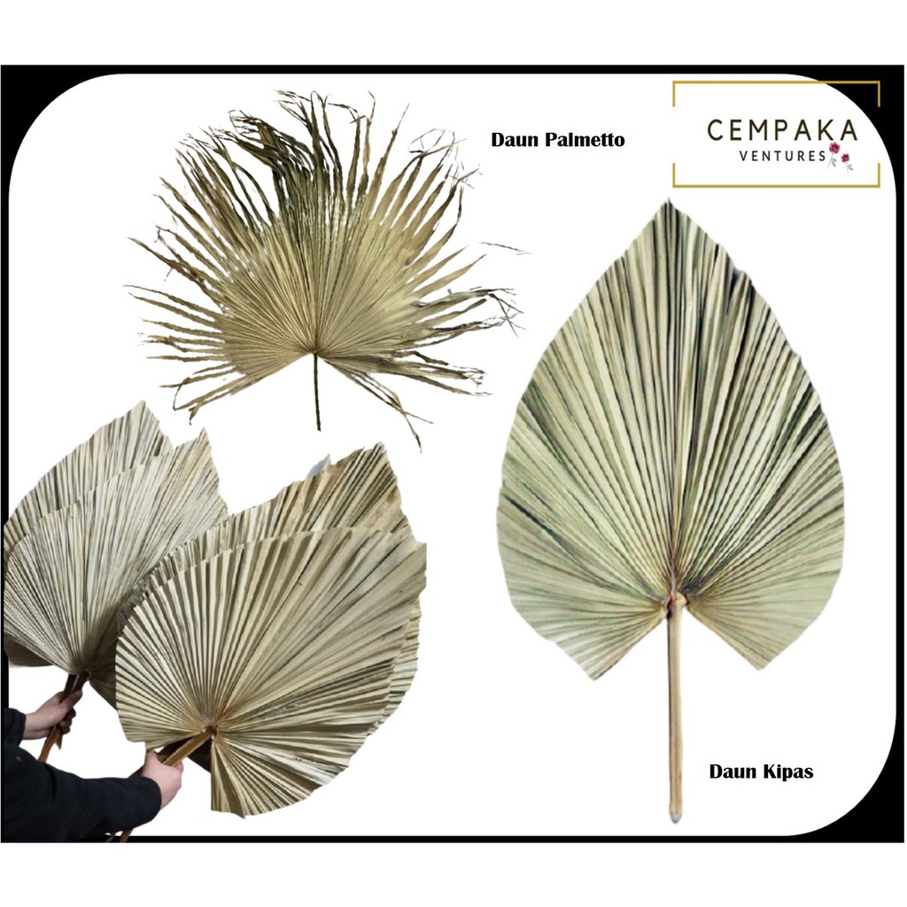 Daun Kipas Palma Kering Bunga Kering Hiasan Pelamin Dry Leaves Pampas