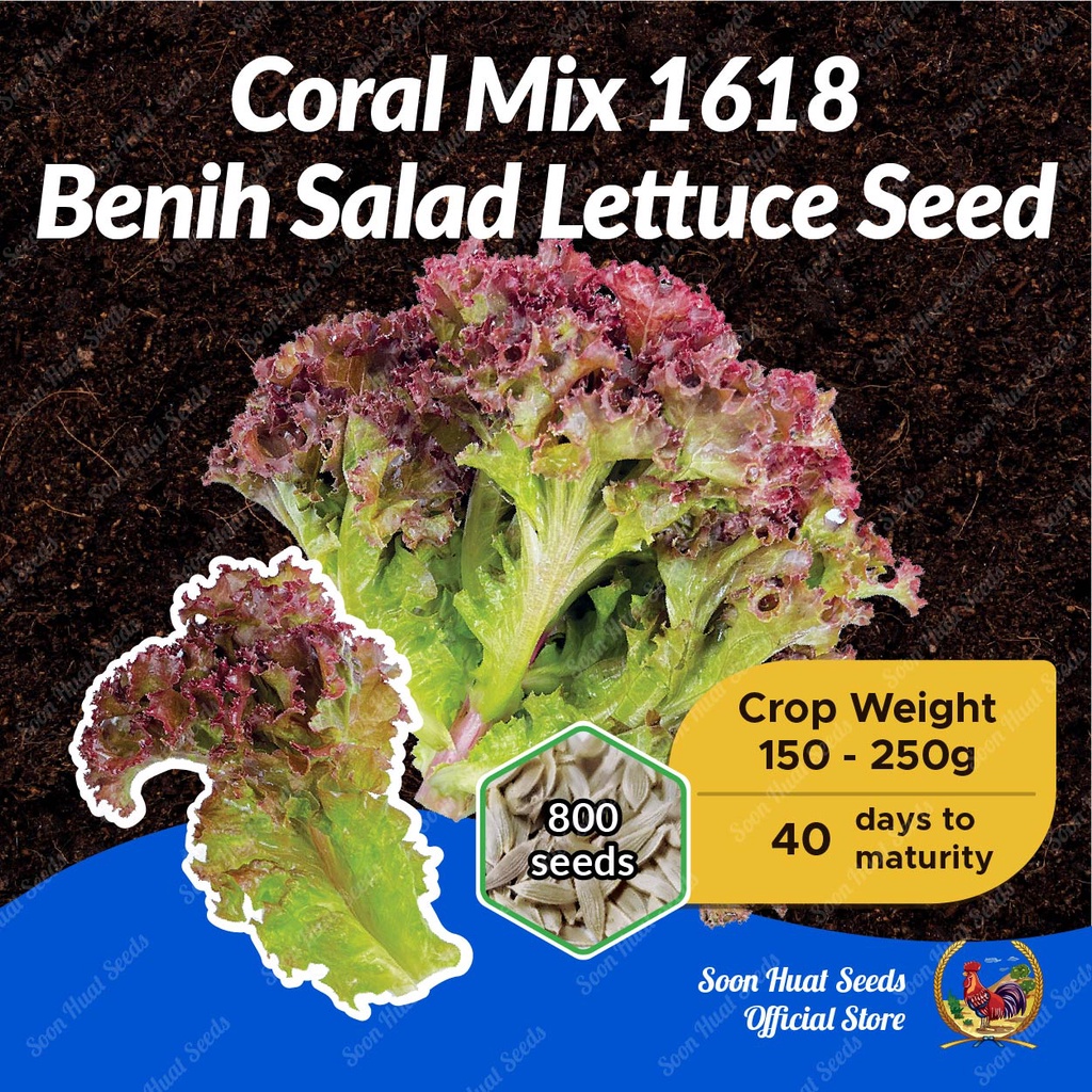 Benih Salad 1618 Mix Coral Lettuce Seeds [800 seeds] Soon Huat Seeds