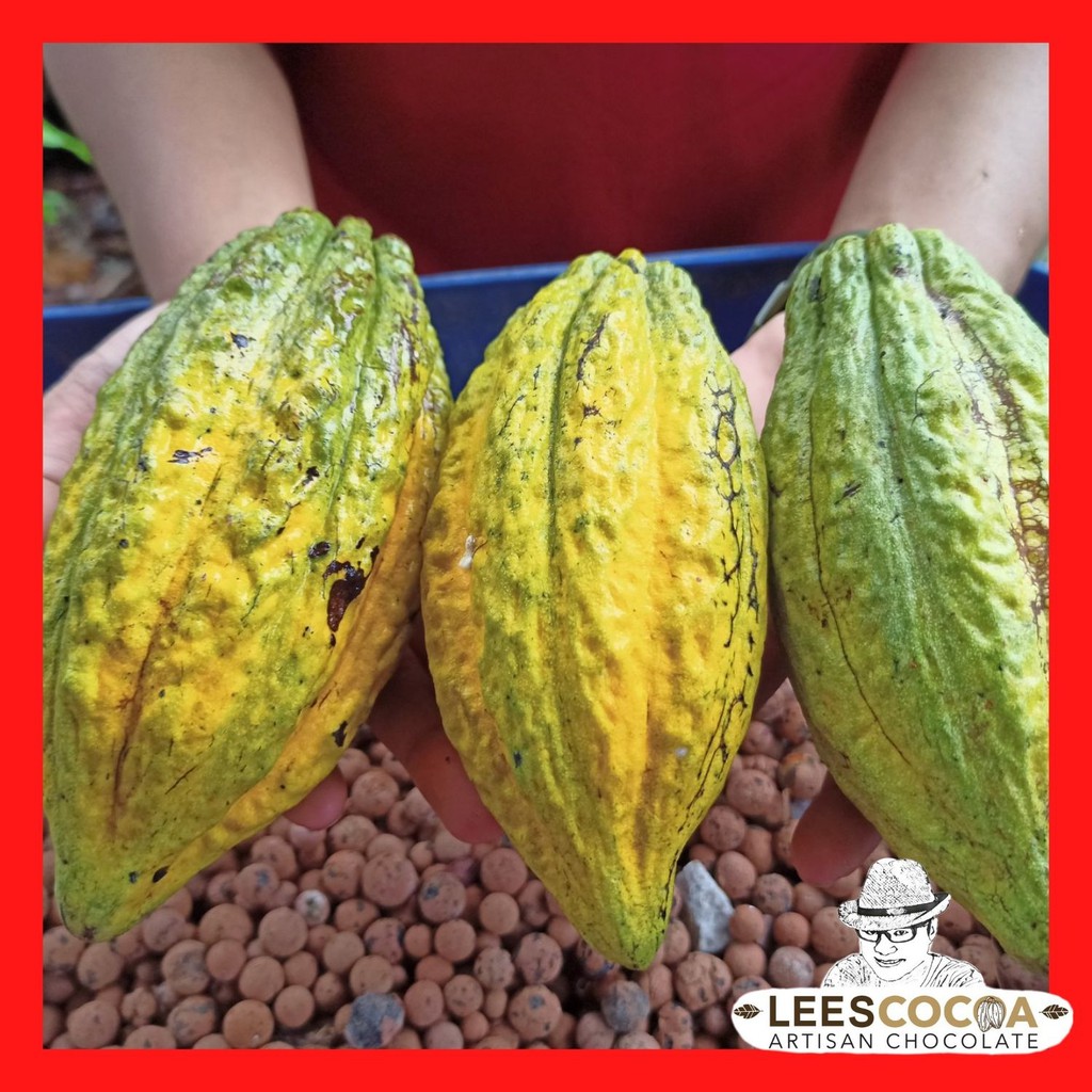 Lee's Cocoa Cacao Pod with Chocolate Products Cacao Fruits Buah Koko