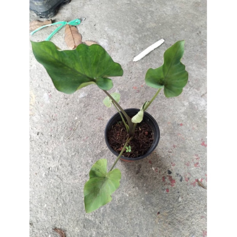 Colocasia Tea Cup Tea Cup Elephant Ear Esculenta Tea Cup
