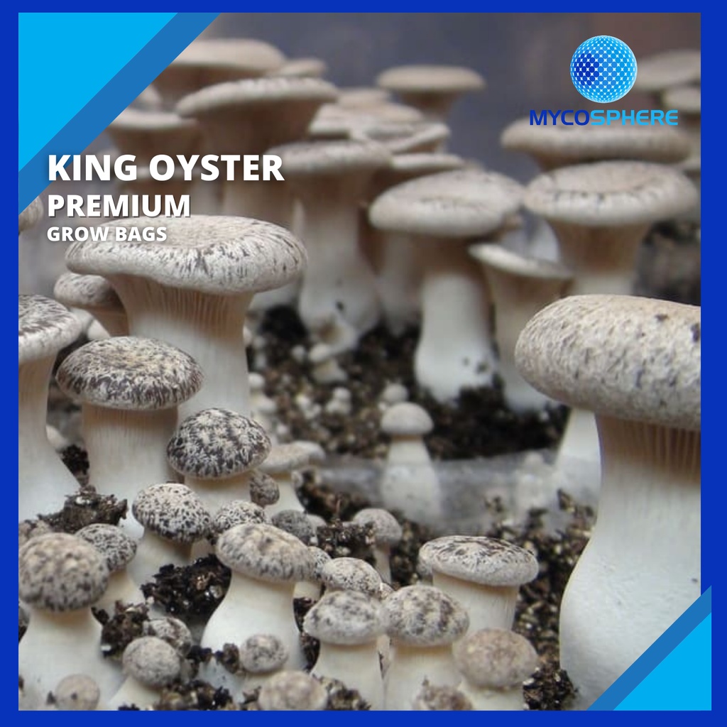Grow Bag King Oyster Mushrooms Grow Kit (2kg) Shopee Malaysia