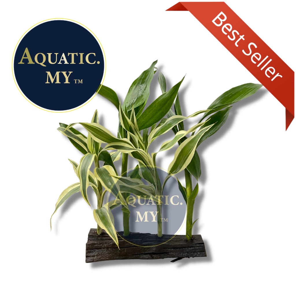 Aquarium Aqua Plants On wood Dracaena/Pokok Akuarium Shopee Malaysia