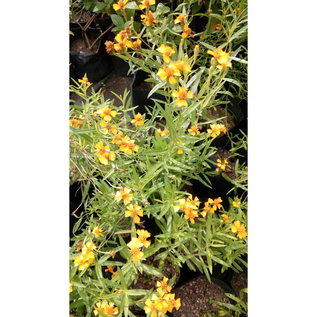 MKT French tarragon English herbs live plant / Anak Benih Pokok Tarragon herba masakan barat