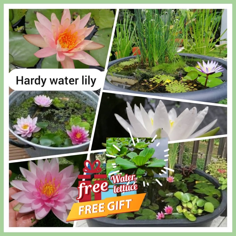 Water Lily/ Hardy Water lily/ Pond plant/Water plant/ Aquatic Plants