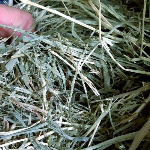 Premium Timothy Hay/ Soft Timothy/Meadow Hay(1KG/500G) Guinea pigs