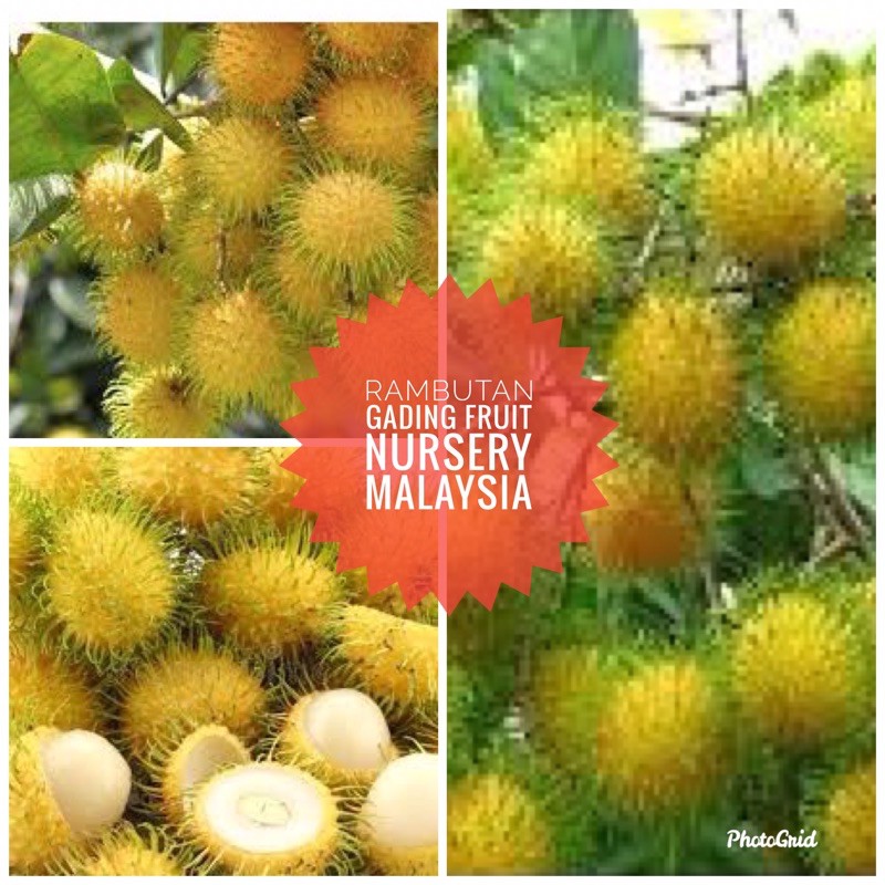 Anak pokok rambutan gading 100 hybridFruit Nursery Malaysia Shopee