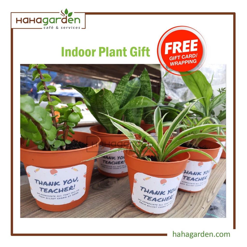 (1 Set5 pots) Indoor Live Plant Gift/Corporate Gift/Door Gift/Teachers Day Gift Free 5 Gift