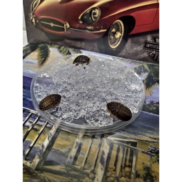 Insect watergel/crystal water gel/dubia/cricket/cengkerik Shopee Malaysia