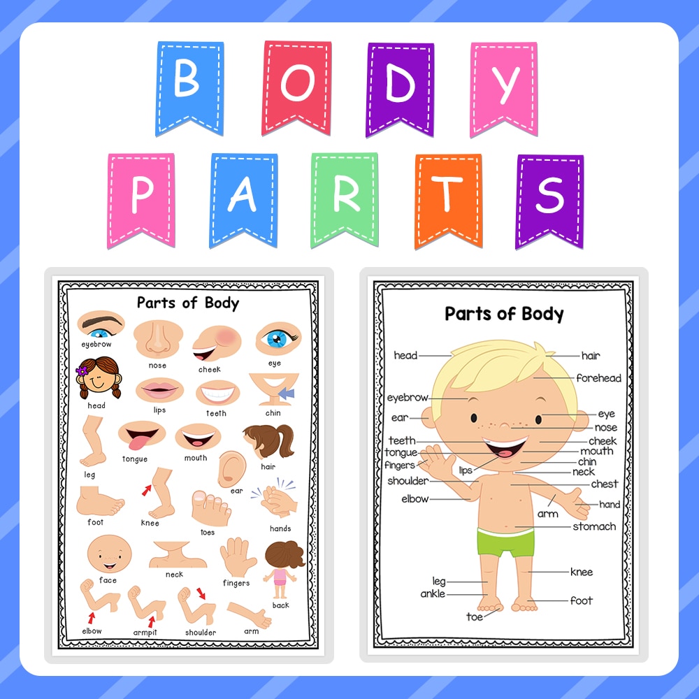 2Pcs Body Parts Preschool Classroom Decoration Posters Homeschool