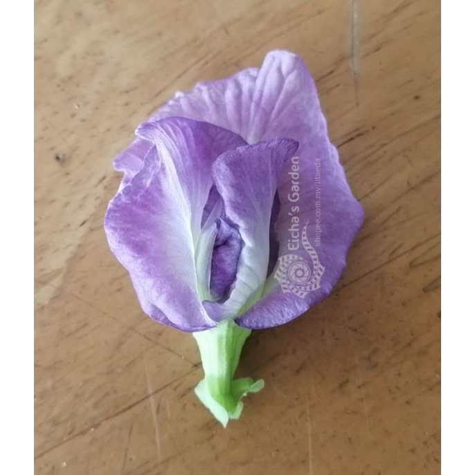 Bunga Telang UNGU (Butterfly Pea Flower Seeds PURPLE) 30 pcs Shopee