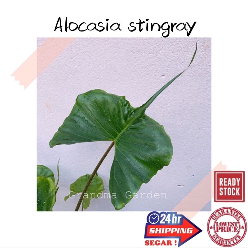 (GG real plant) alocasia stingray ^ Pokok keladi viral hidup hiasan