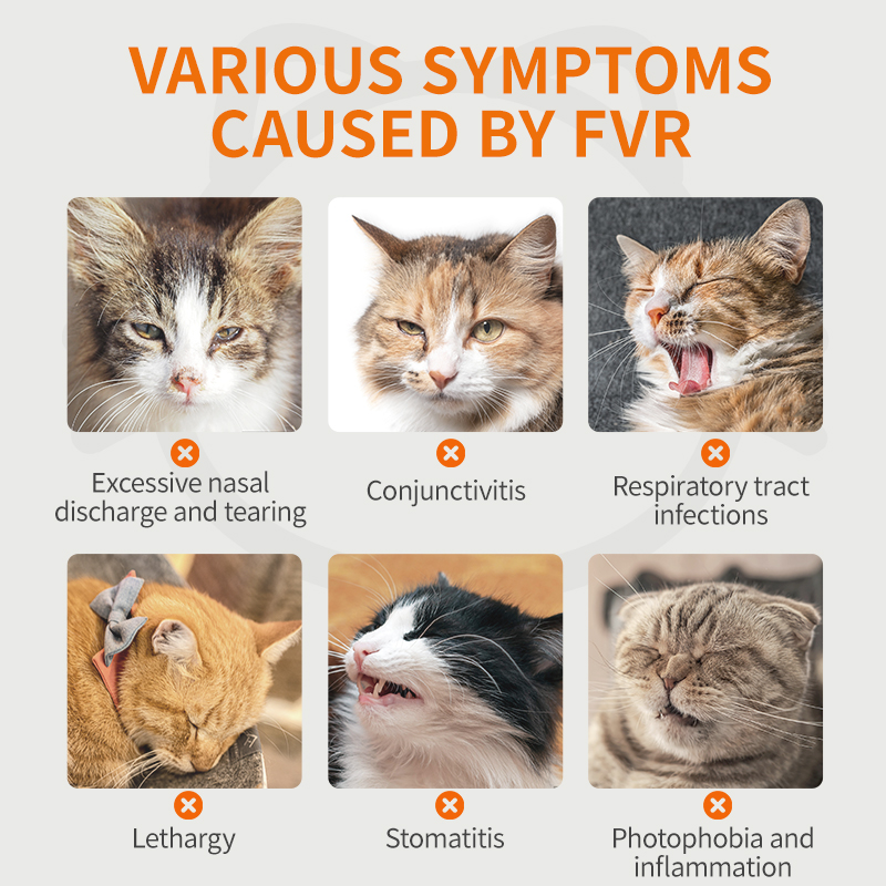 PUAINTA Nutritional supplement against FVR for Cats Respiratory tract