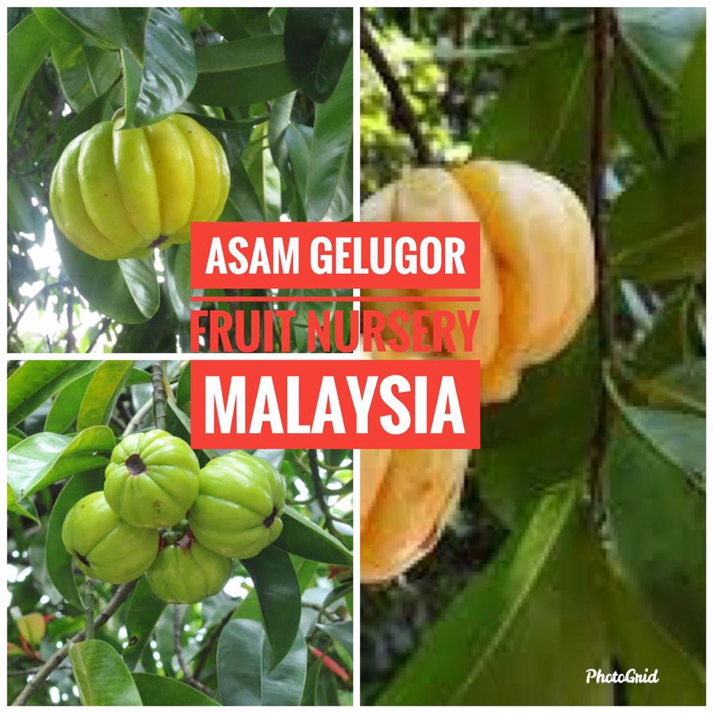 Anak pokok asam gelugor thailandFruit Nursery Malaysia Shopee Malaysia