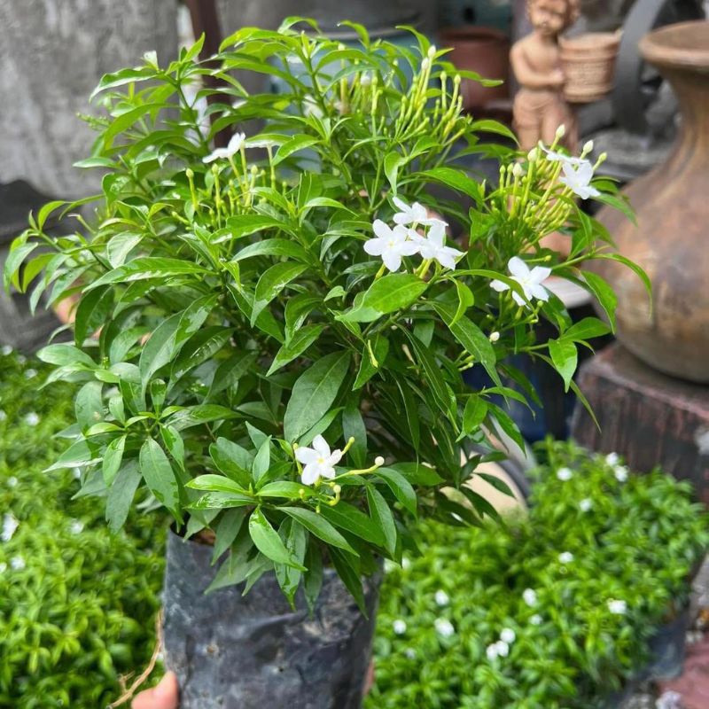 Anak Pokok Bunga Jasmine Thai Mini Real Plant/Pokok bunga jasmine Thai Bosai Pokok Hiasan