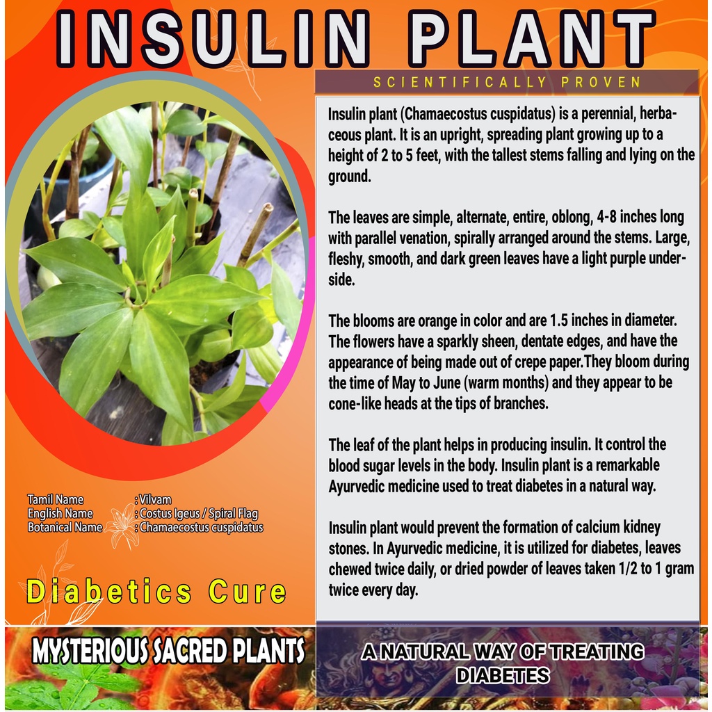 LIVE PLANT CHARMAECOSTUS CUSPIDATUS INSULIN PLANT Best for Diabetics