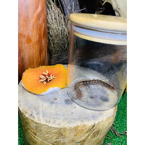 Geliga Lipan Bara beserta Lipan (live centipede) Shopee Malaysia