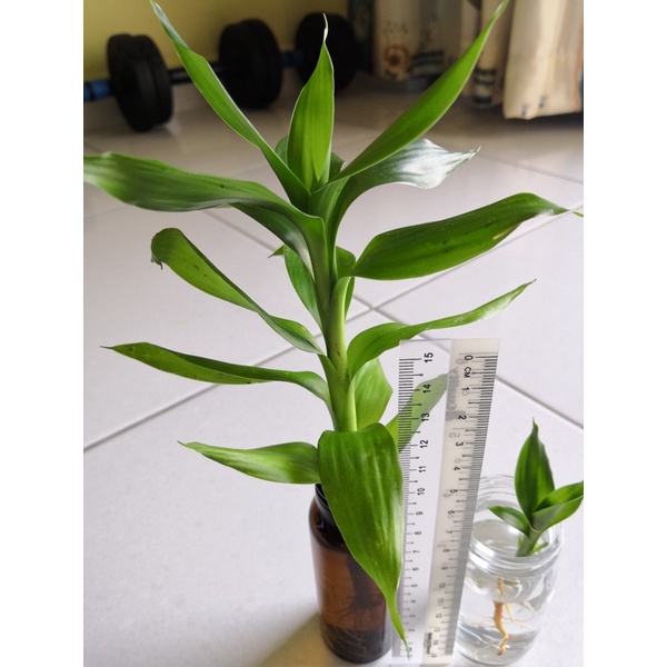 Guan Yin Bamboo 观音竹 Lucky Bamboo 富贵竹 Lucky Plant Fengshui Plant
