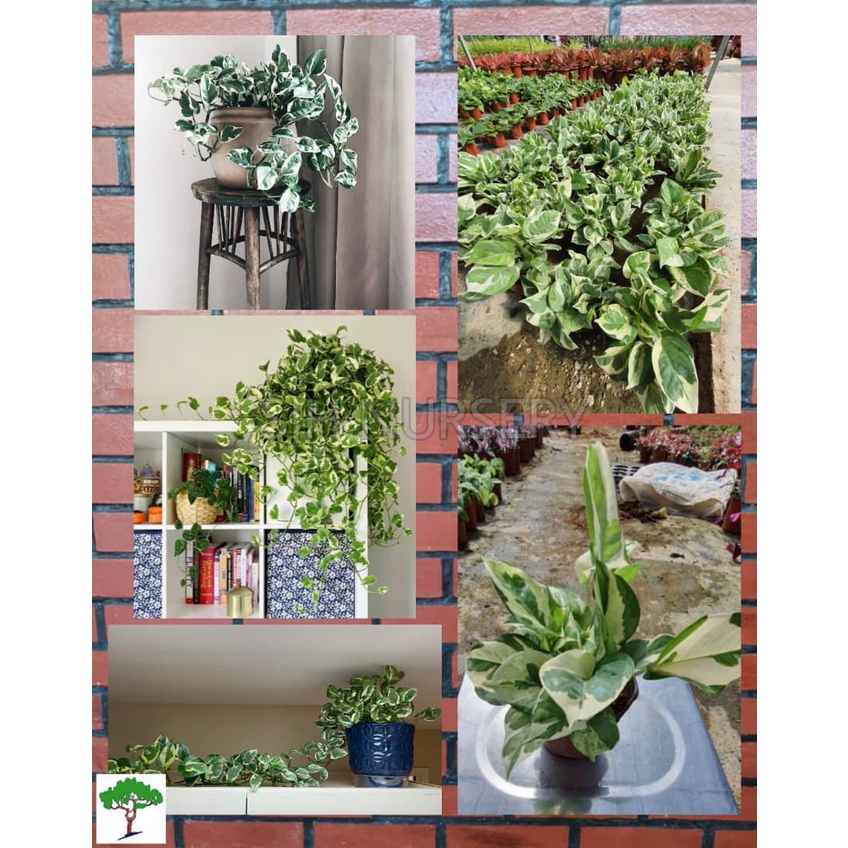 SJH Epipremnum NJoy Pothos / Money Plants / 白金葛 [Real Plant/Live