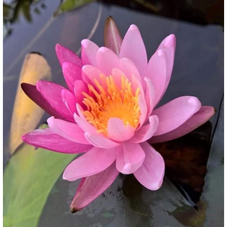 Hardy Waterlily Nymphaea ‘Pink Dawn’ Plants for sales Shopee Malaysia