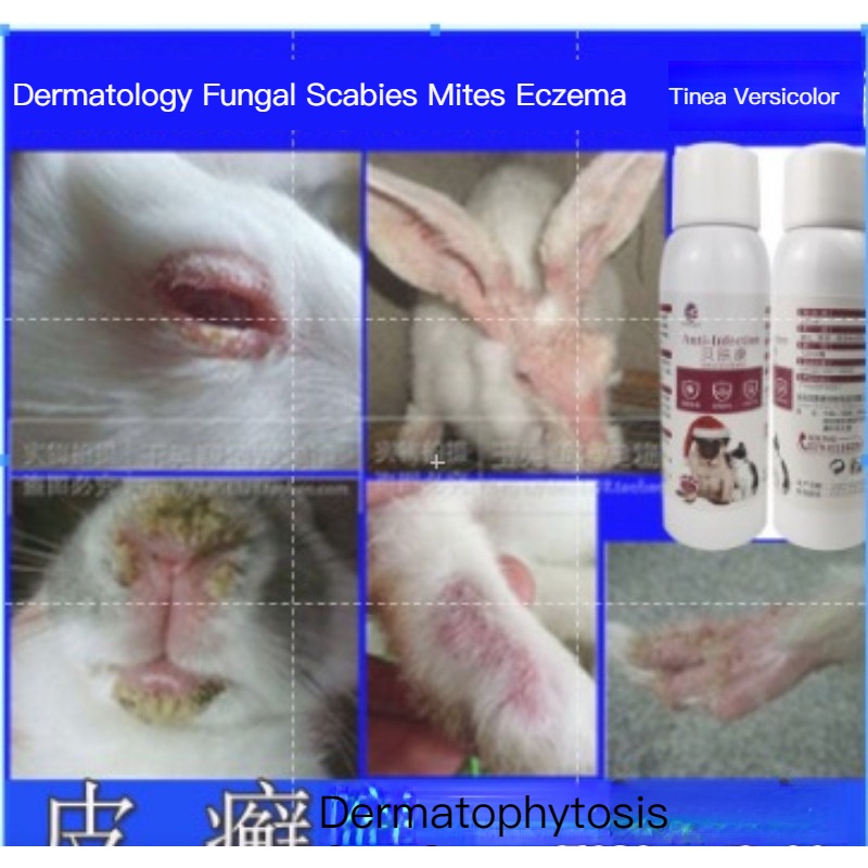 Rabbit skin disease rabbit pet miteremoval fungus tinea skin hair loss