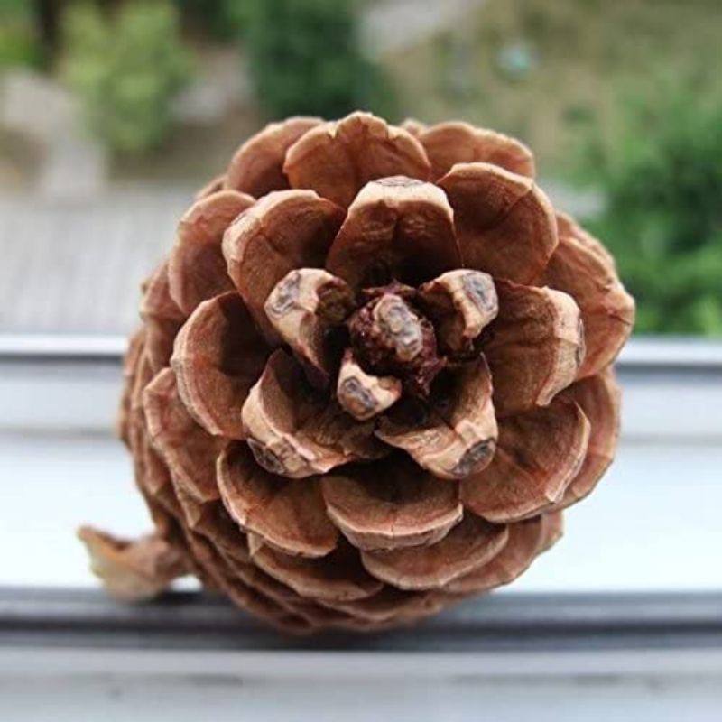 🔥Ready Stock🔥Natural Pine Cone Chewing Bird Toys Perches Chew Toys for