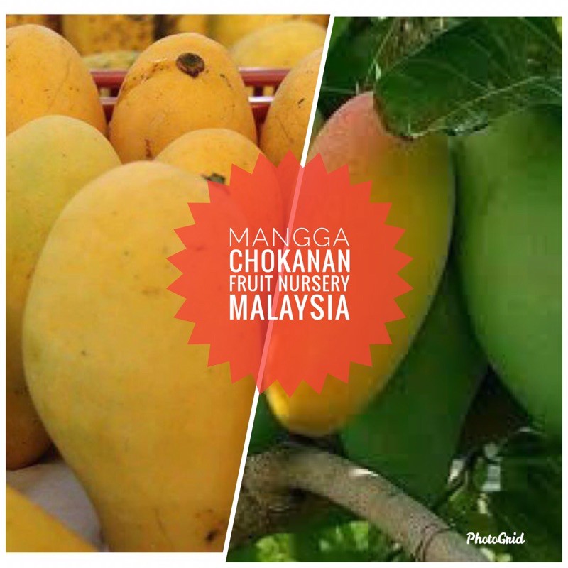 Anak pokok mangga chonanan hybrid cepat berbuahFruit Nursery Malaysia