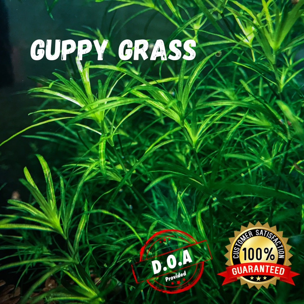 [LOCAL SELLER] Aquatic Plant GUPPY GRASS (Aquascape/Aquarium/Guppy
