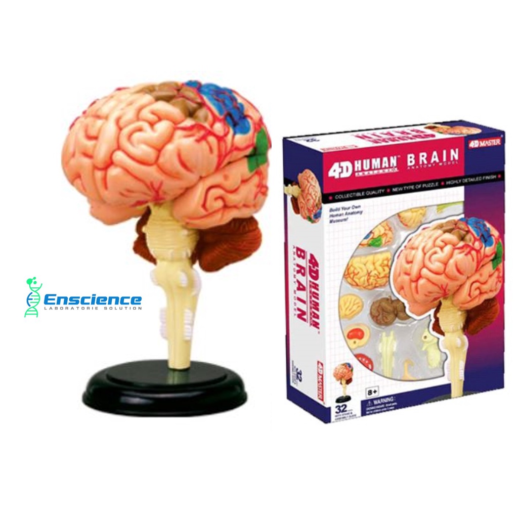 Kmart AR Anatomy Professional Model Brain Unboxing Kmart, 52 OFF