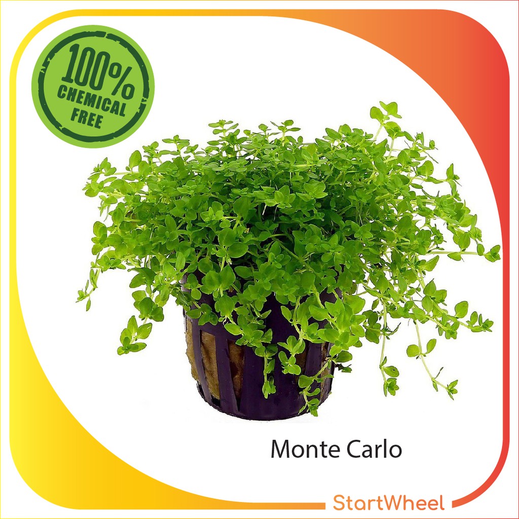 [LAVAS AQUAPLANT] EasyGrow Water Plant Monte Carlo Carpet Plant