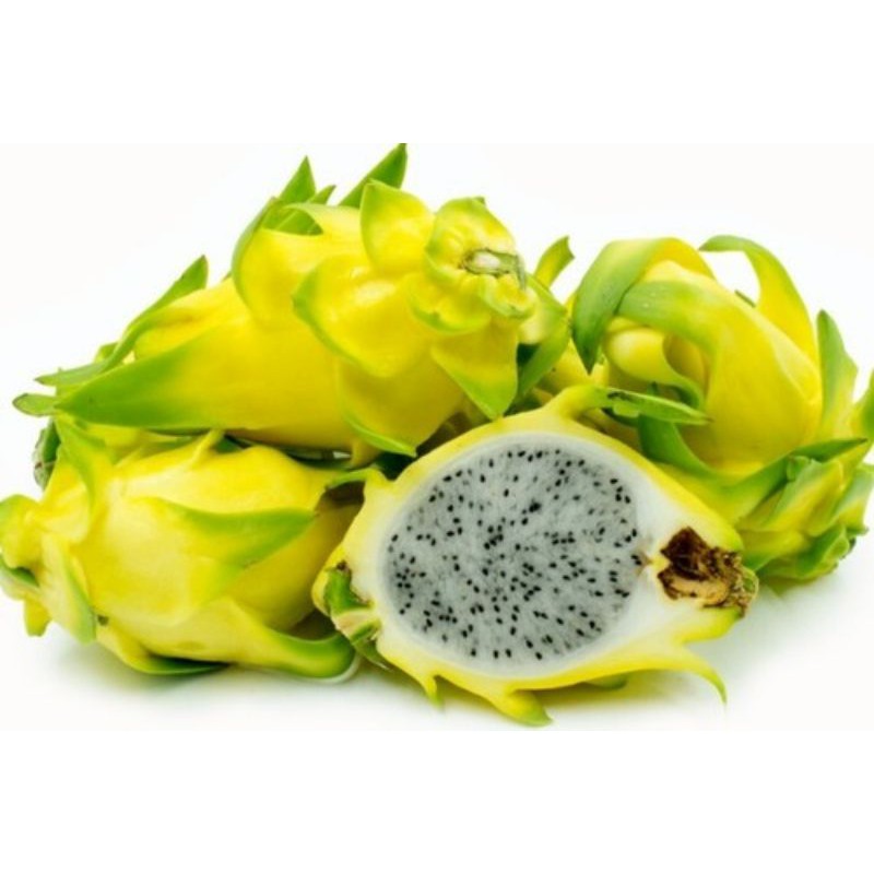 Pokok Naga Kuning (yellow dragon fruits plants) Shopee Malaysia