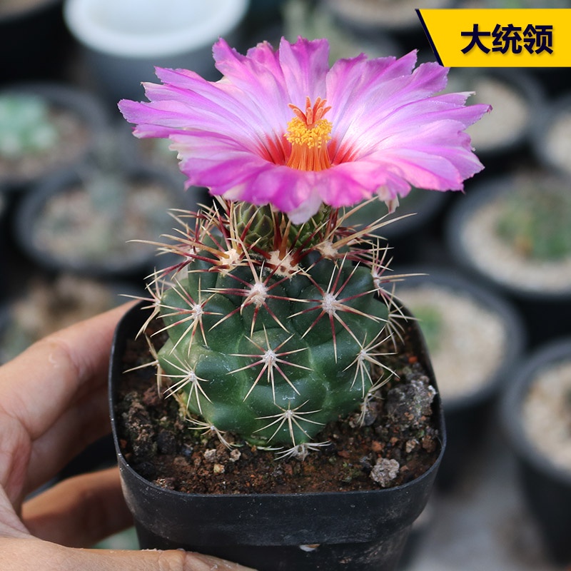 仙人掌Cactus Leader Real Life Cactus Rare Strong Thorn Flowering Tumor