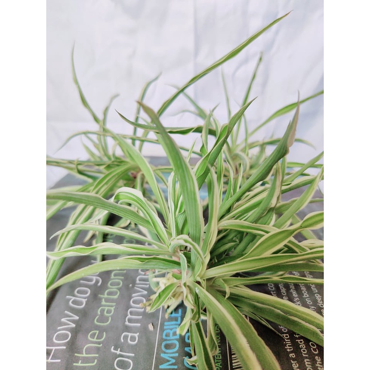 [Ready stock] Baby Spider plant / Chlorophytum comosum Fresh cutting
