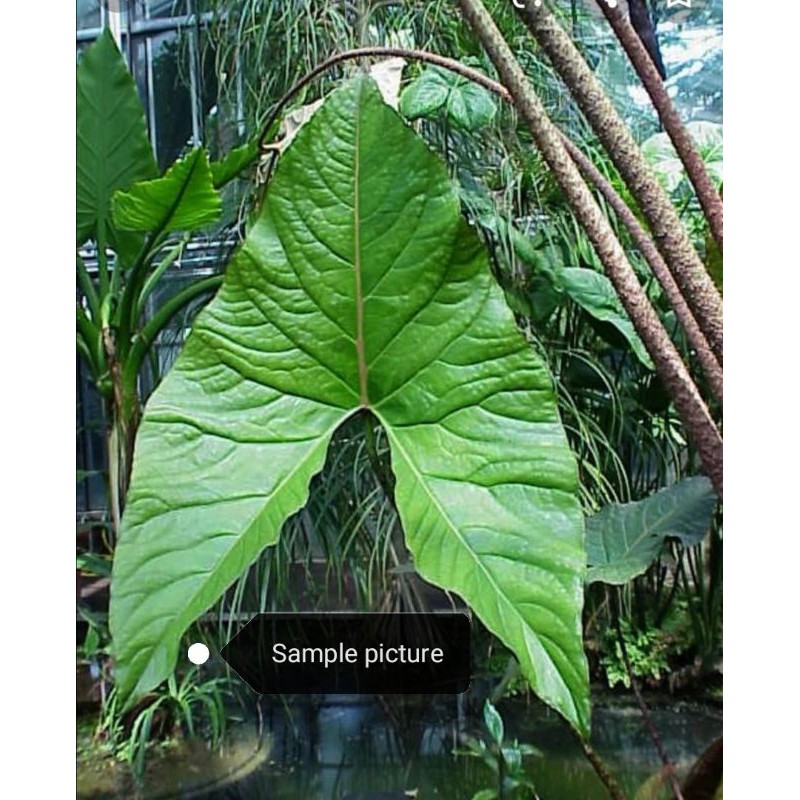 Cyrtosperma merkusii / giant swamp taro Shopee Malaysia