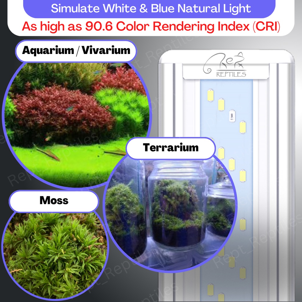 🔥Ready Stock🔥 White & Blue LED Lamp / LED Light for Moss / Aquarium