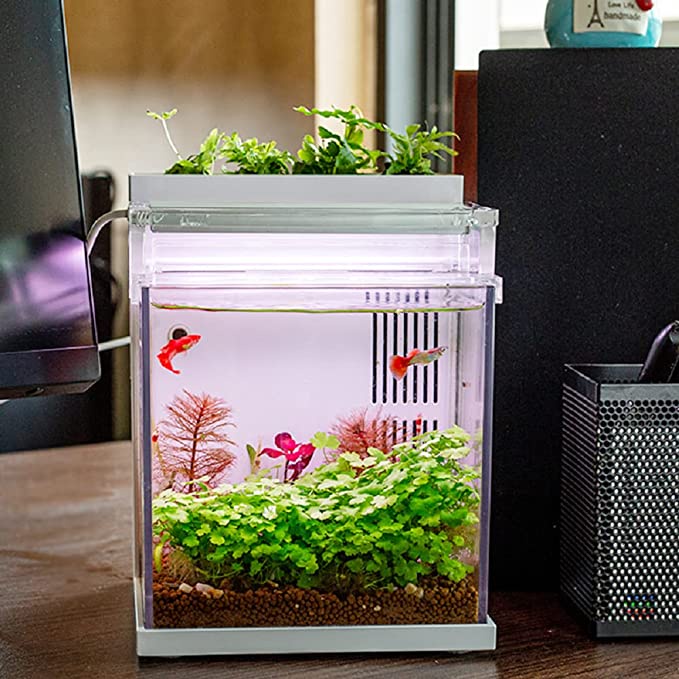 [Local Stock] QANVEE Mini Desktop Aquarium Starter Kit for Present