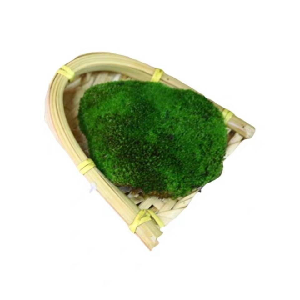 seed Green seeds Carpet grass seeds Organic seeds Flower seeds Lumut