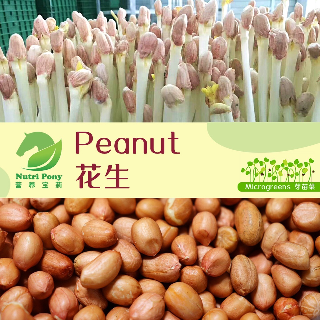100 Grams Peanut Sprouts Microgreens Seeds NonGMO 花生芽苗菜种子 Biji Benih