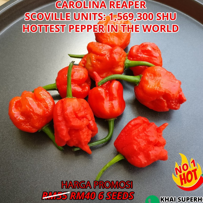 Carolina Reaper Malaysia Superhot Chili Pepper Seeds Terpedas Di Dunia Shopee Malaysia