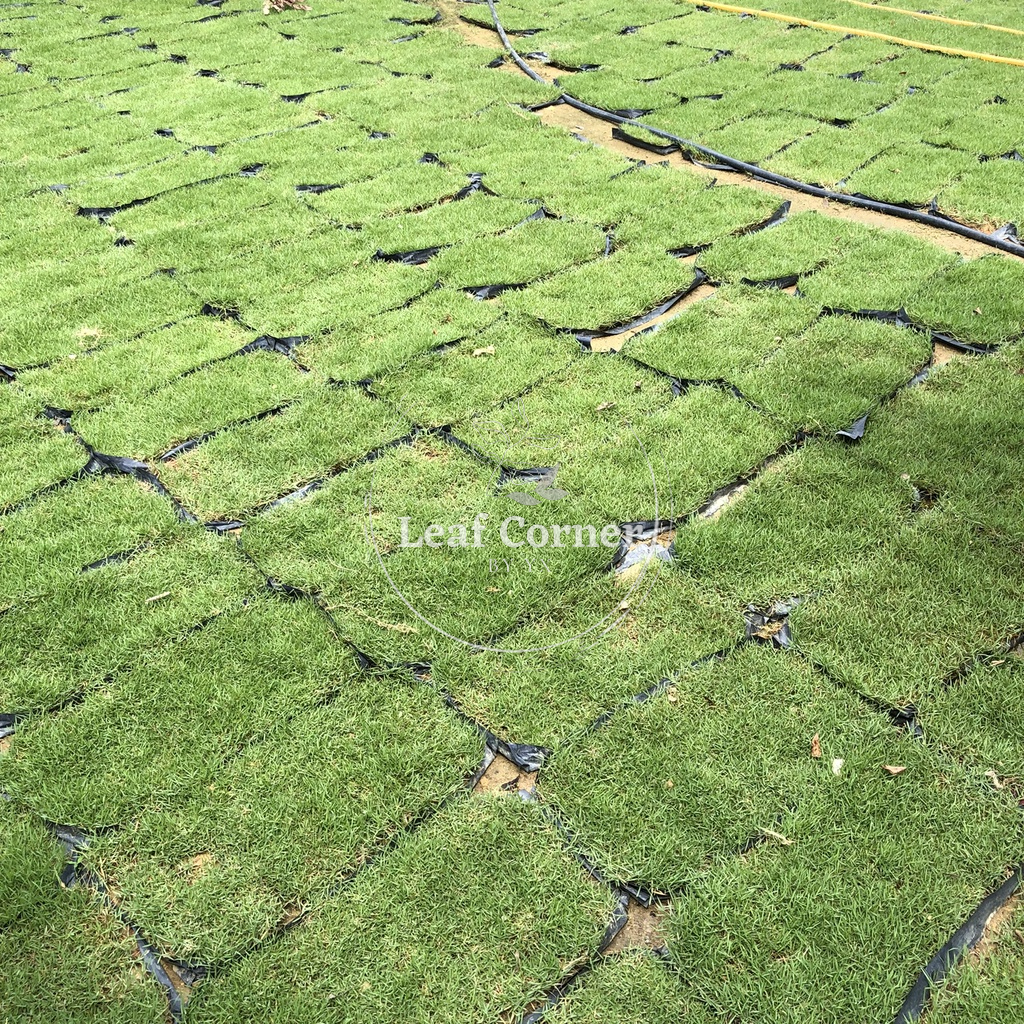Philippine Grass Carpet Crass Rumput Hidup Real Life Grass Rumput