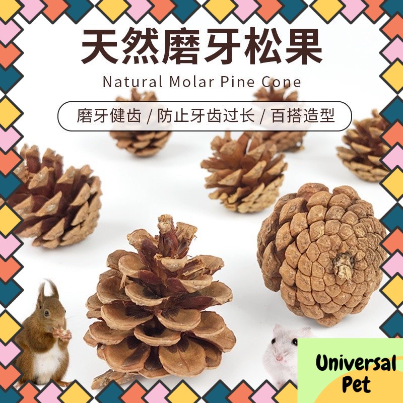 HAMSTER 1pcs Molar Pine Cone Toy Decorations Hamster/sugar glider