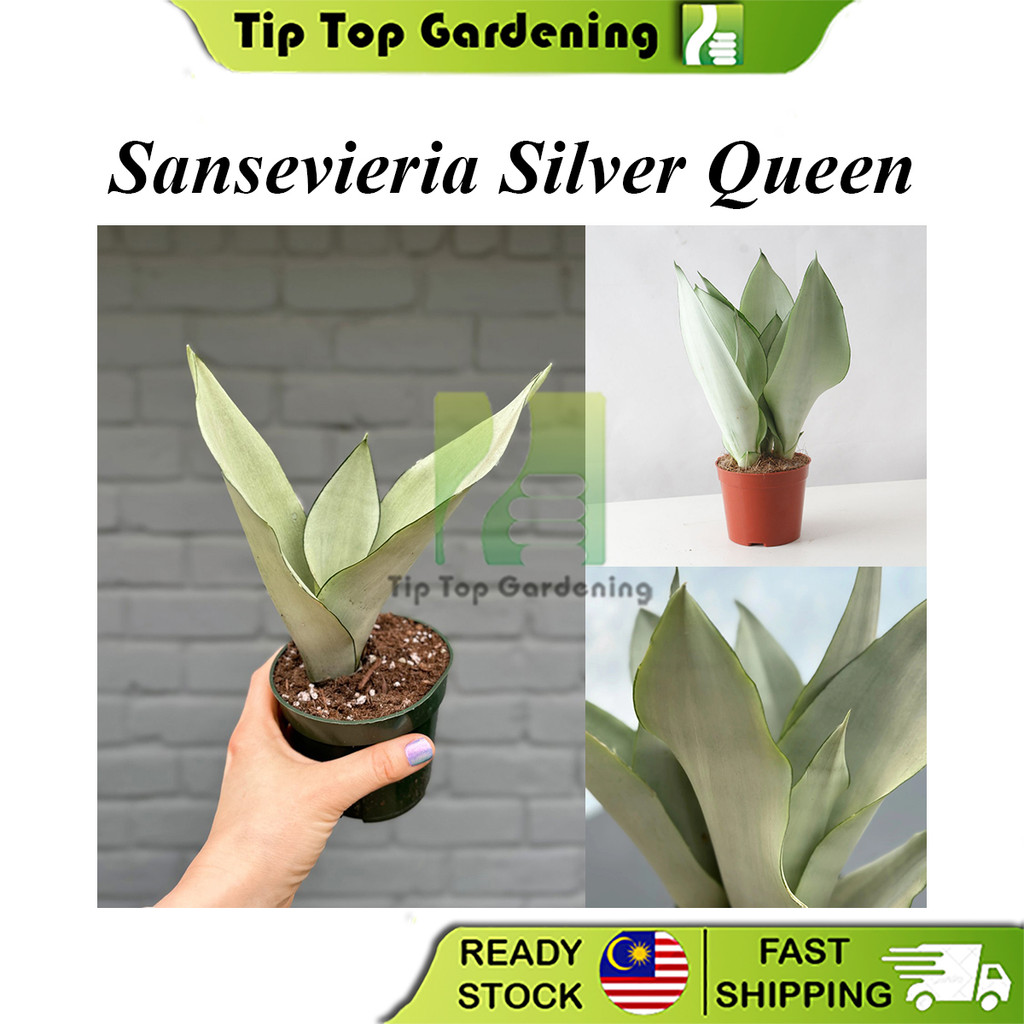 Real Live Plant Sansevieria Silver Queen Snake Plant Indoor Plants