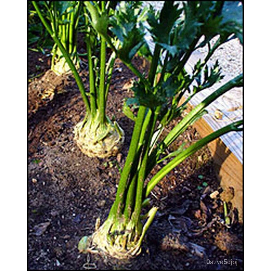 Guaranteed germination rate GIANT PRAGUE CELERIAC * GREAT TASTING * 200