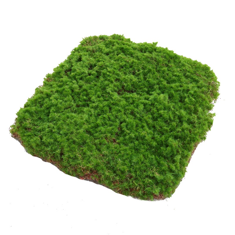 Green Moss Wall Art Panels Preserved Forest Moss Decorative Preserved Artificial Moss Wall Panel